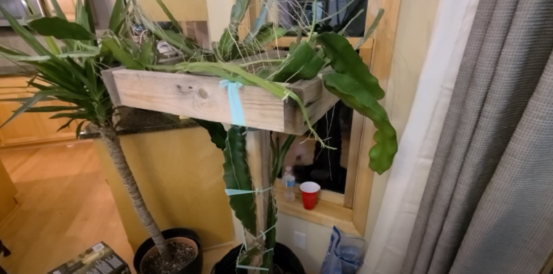 How to Grow Dragon Fruit Plants Indoors